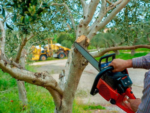 The Steps Involved in Our Tree Care Process in Fairfield Bay, AR